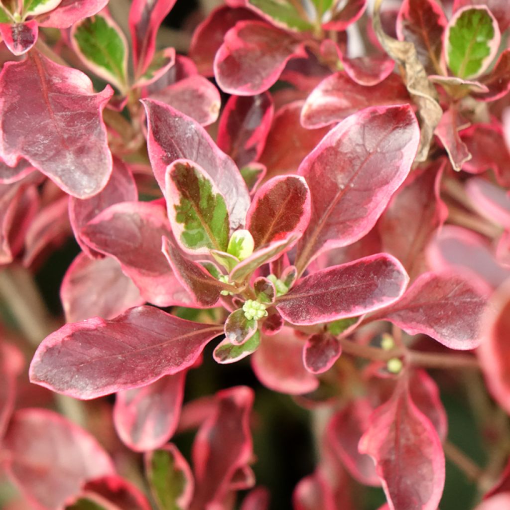 Coprosma repens Eclipse