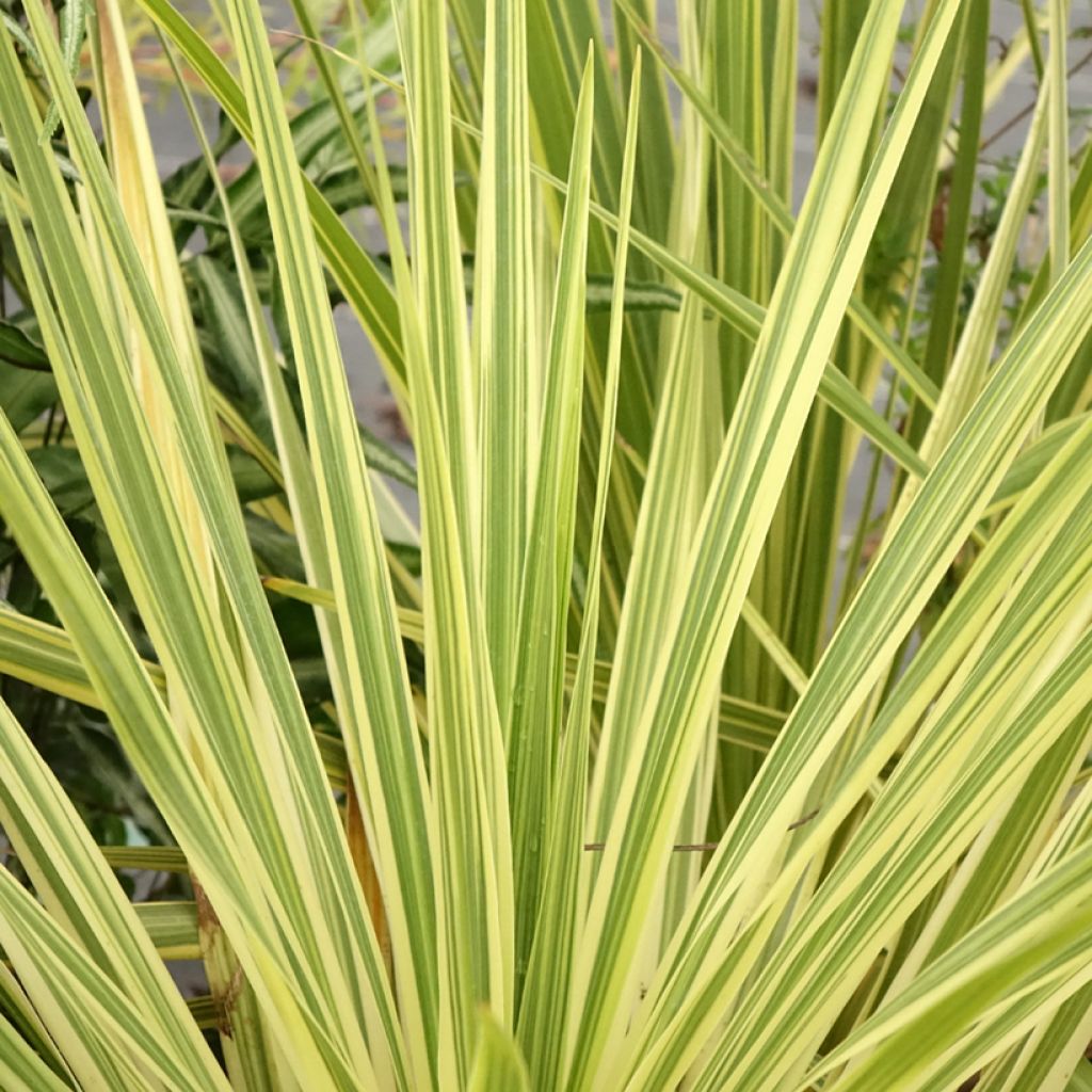 Cordyline australis Lime Passion