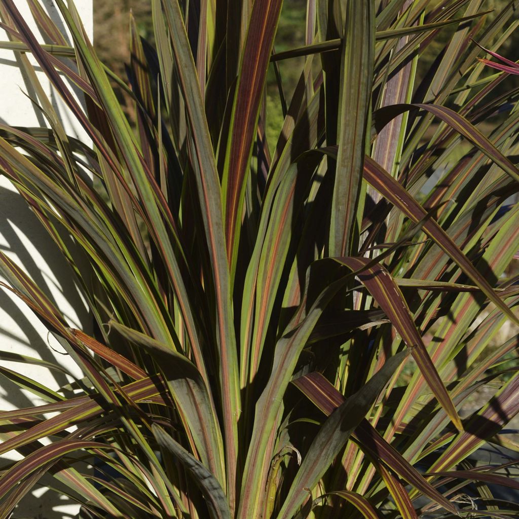 Cordyline x banksii Electric Star