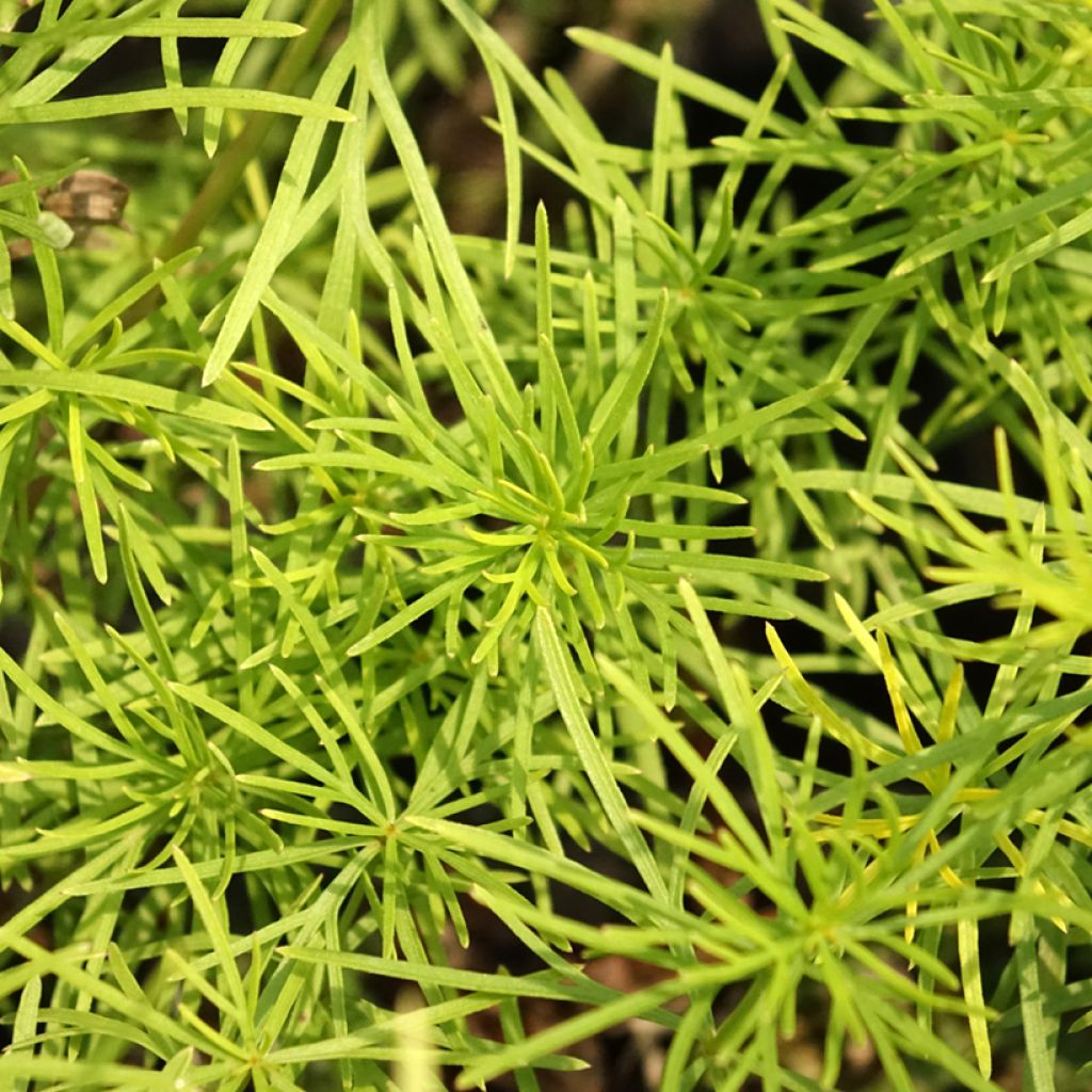 Coreopsis verticillata Zagreb - Coréopsis verticillé