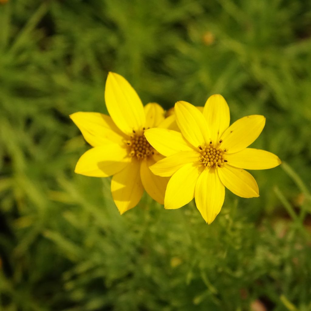 Coreopsis verticillata Zagreb - Coréopsis verticillé