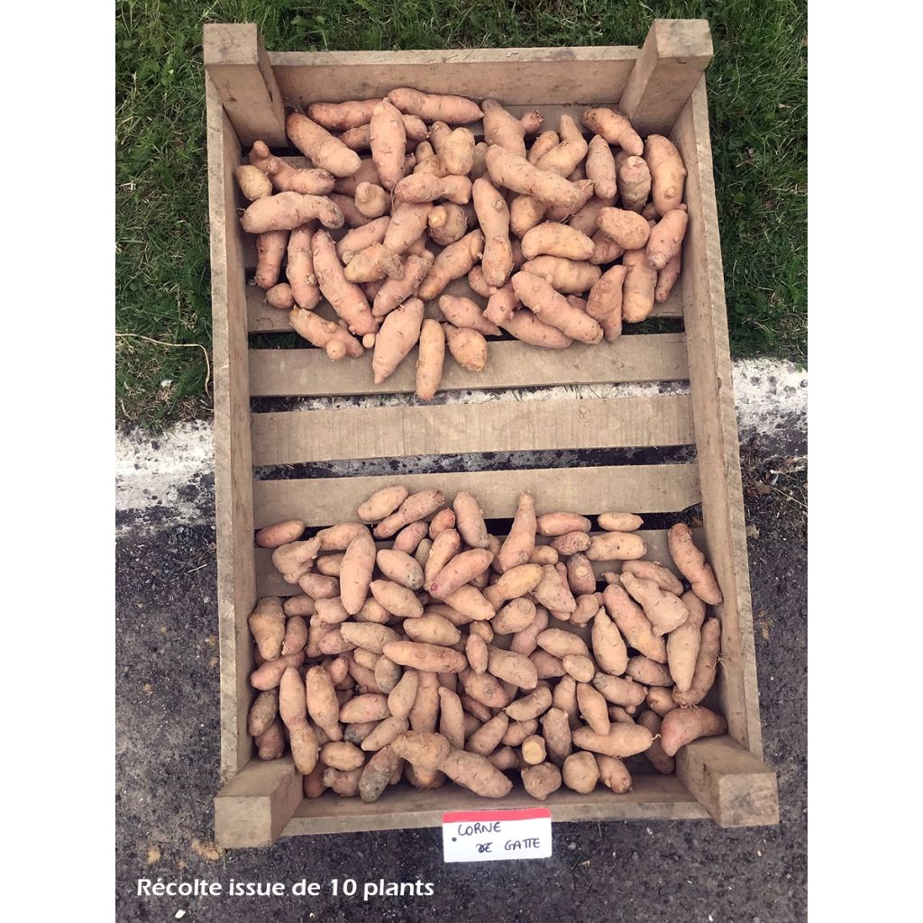 Pommes de terre Corne de Gatte (Pink Fir Apple) Bio
