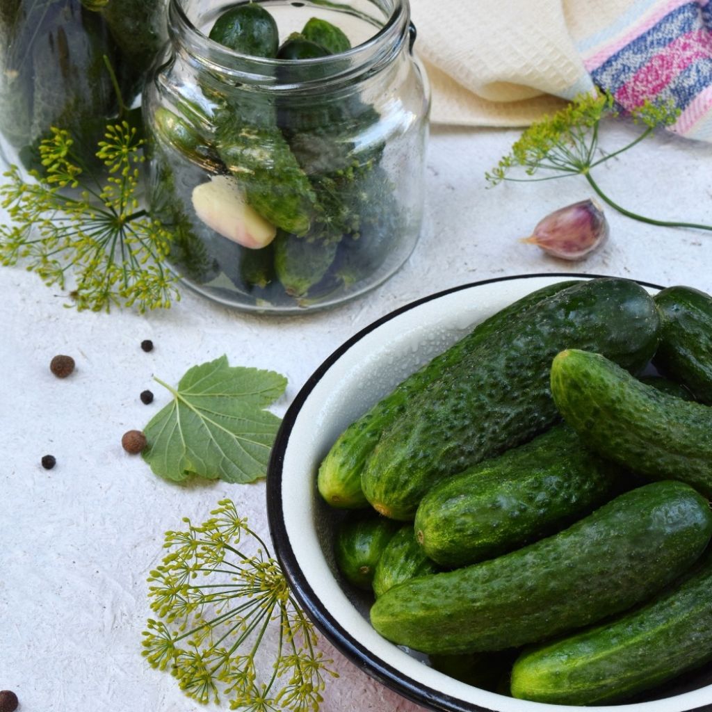 Cornichon Parigyno HF1 (Création Vilmorin) - Vilmorin