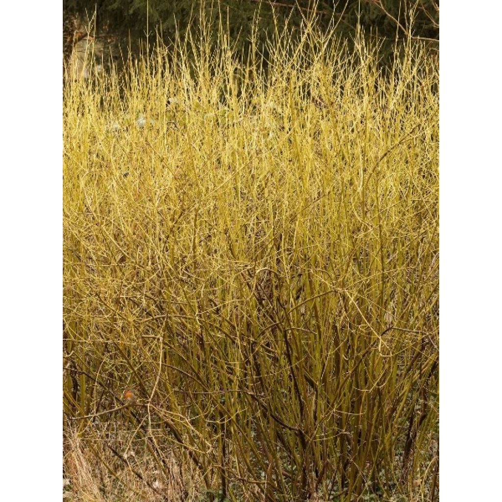 Cornus stolonifera Flaviramea - Cornouiller à bois jaune