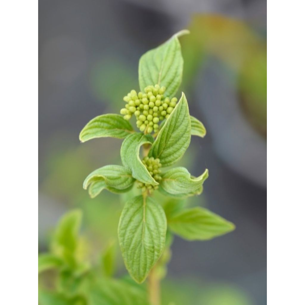 Cornus stolonifera Flaviramea - Cornouiller à bois jaune