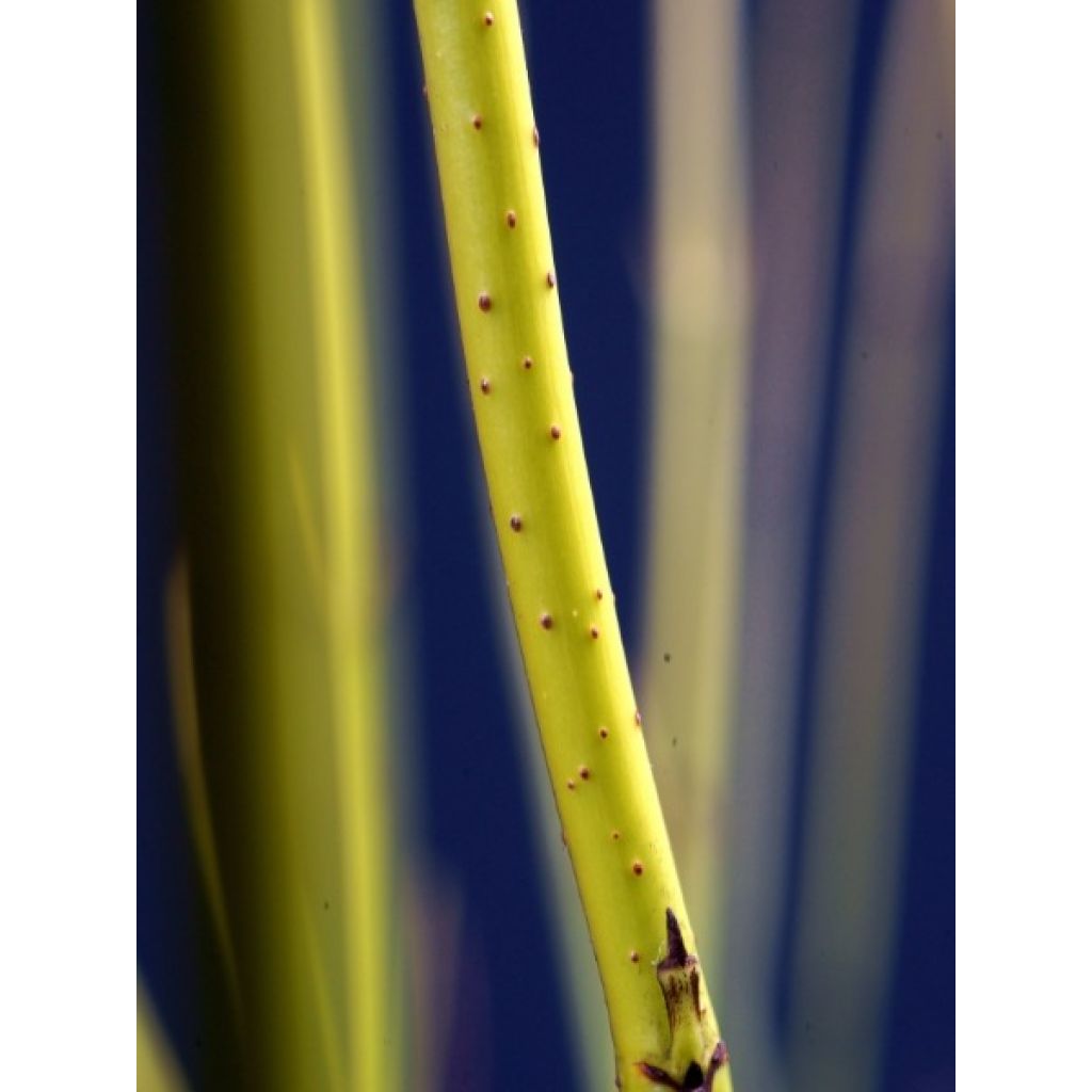 Cornus stolonifera Flaviramea - Cornouiller à bois jaune