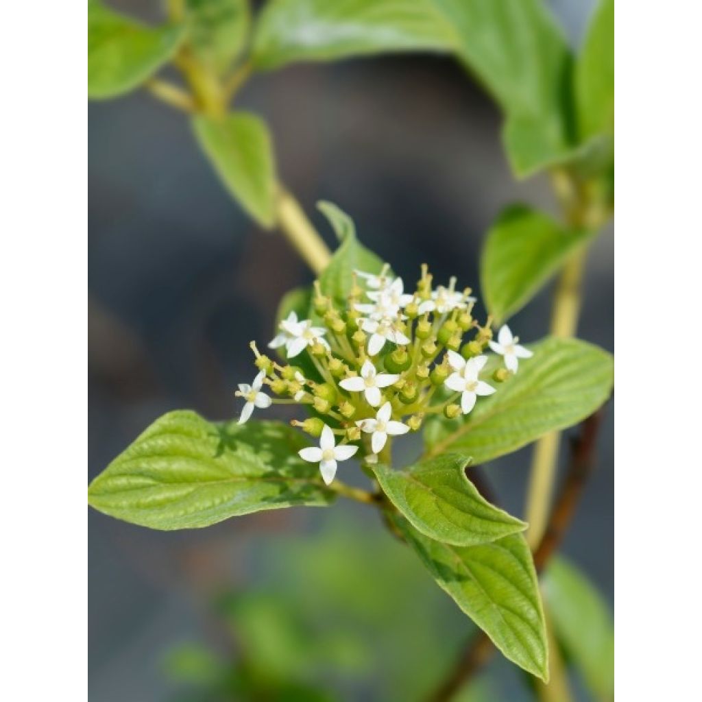Cornus stolonifera Flaviramea - Cornouiller à bois jaune