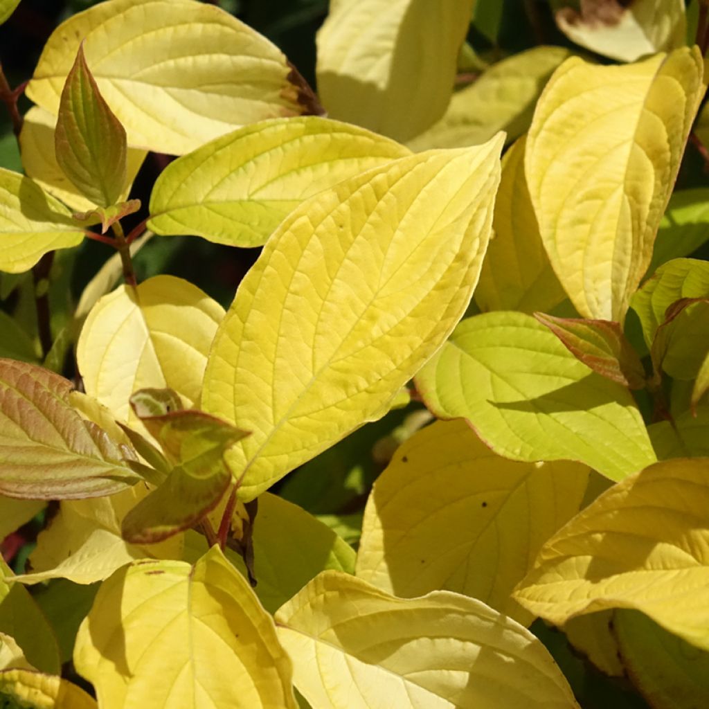 Cornus alba Neon Burst - Cornouiller blanc
