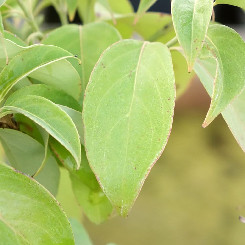 Cornus angustata Empress of China - Cornouiller chinois