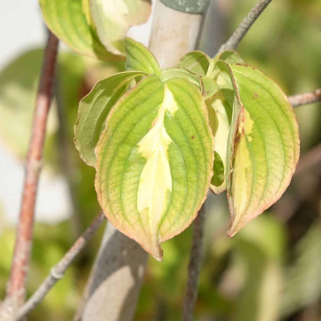 Cornus kousa Gold Star - Cornouiller du Japon