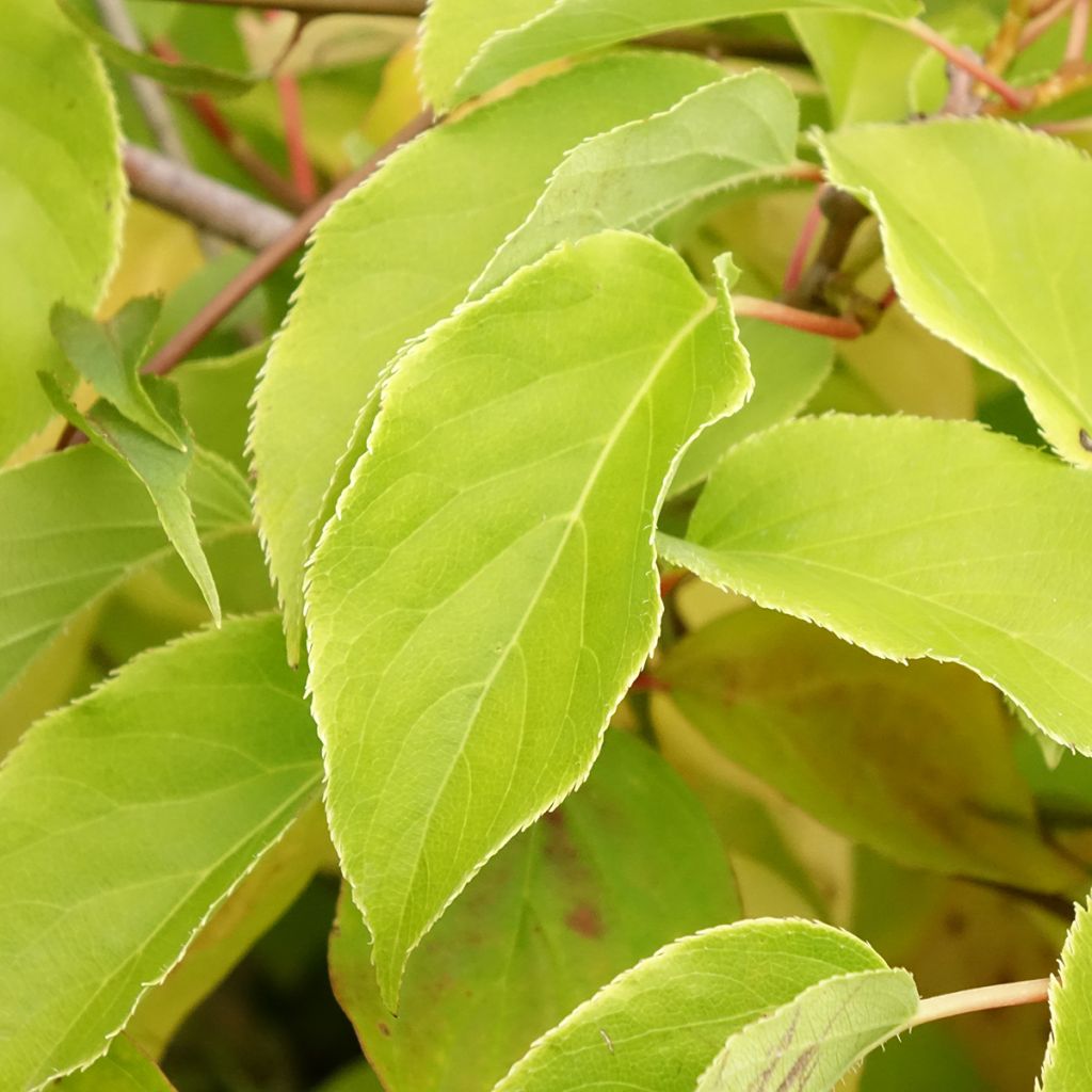 Cornus sanguinea Magic Flame - Cornouiller sanguin
