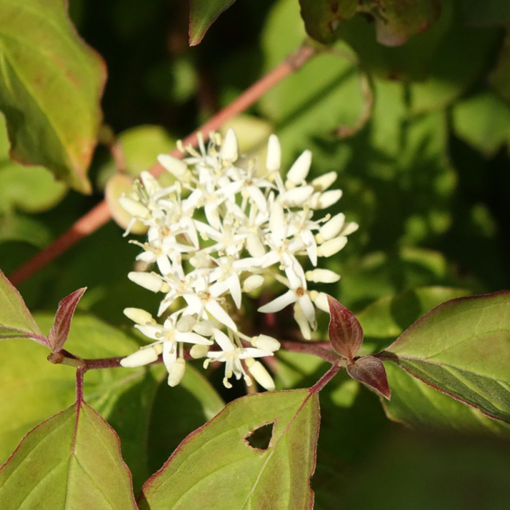 Cornus sanguinea Mid Winter Fire - Cornouiller sanguin