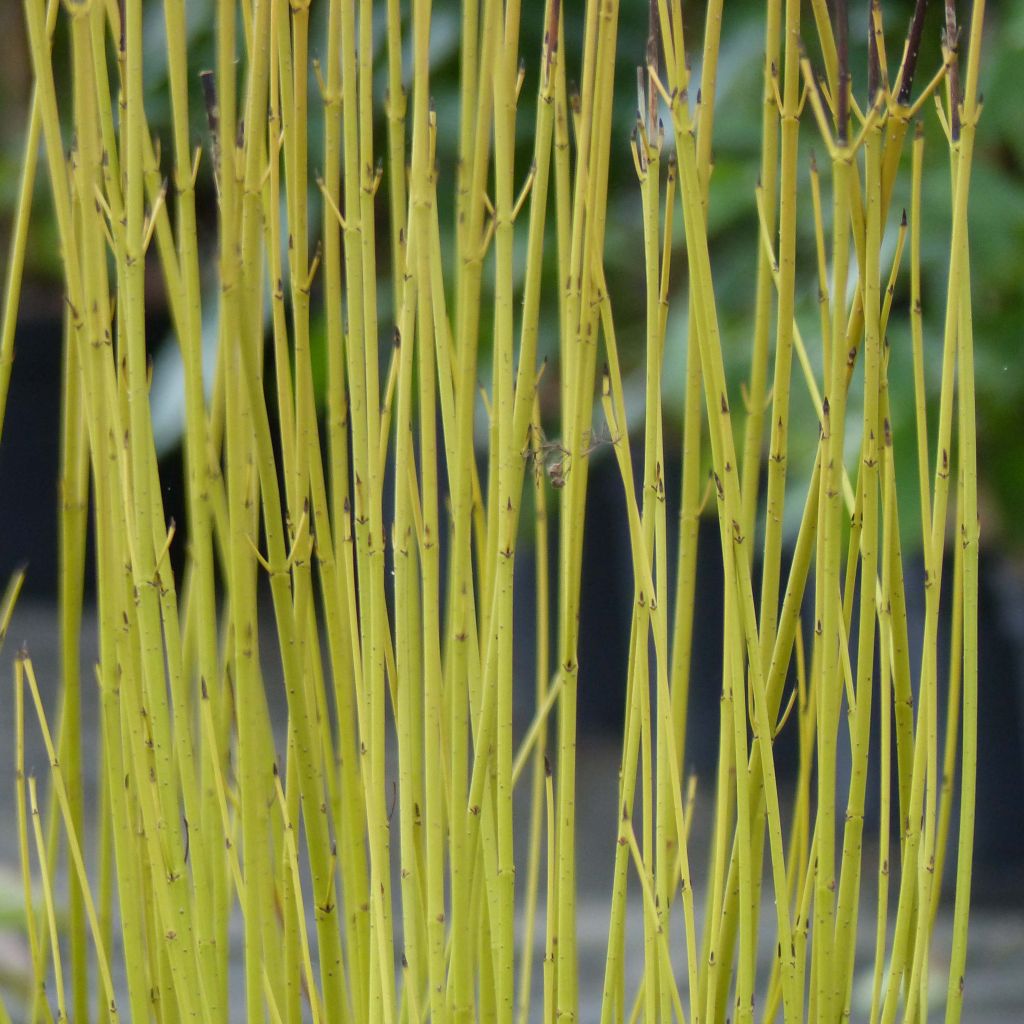 Cornus stolonifera Flaviramea - Cornouiller à bois jaune