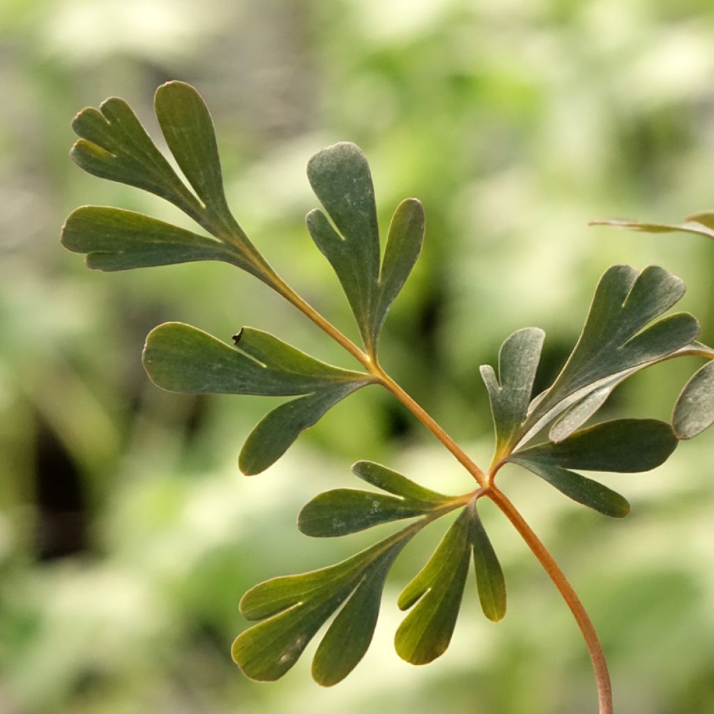 Corydalis flexuosa Porcelain Blue 