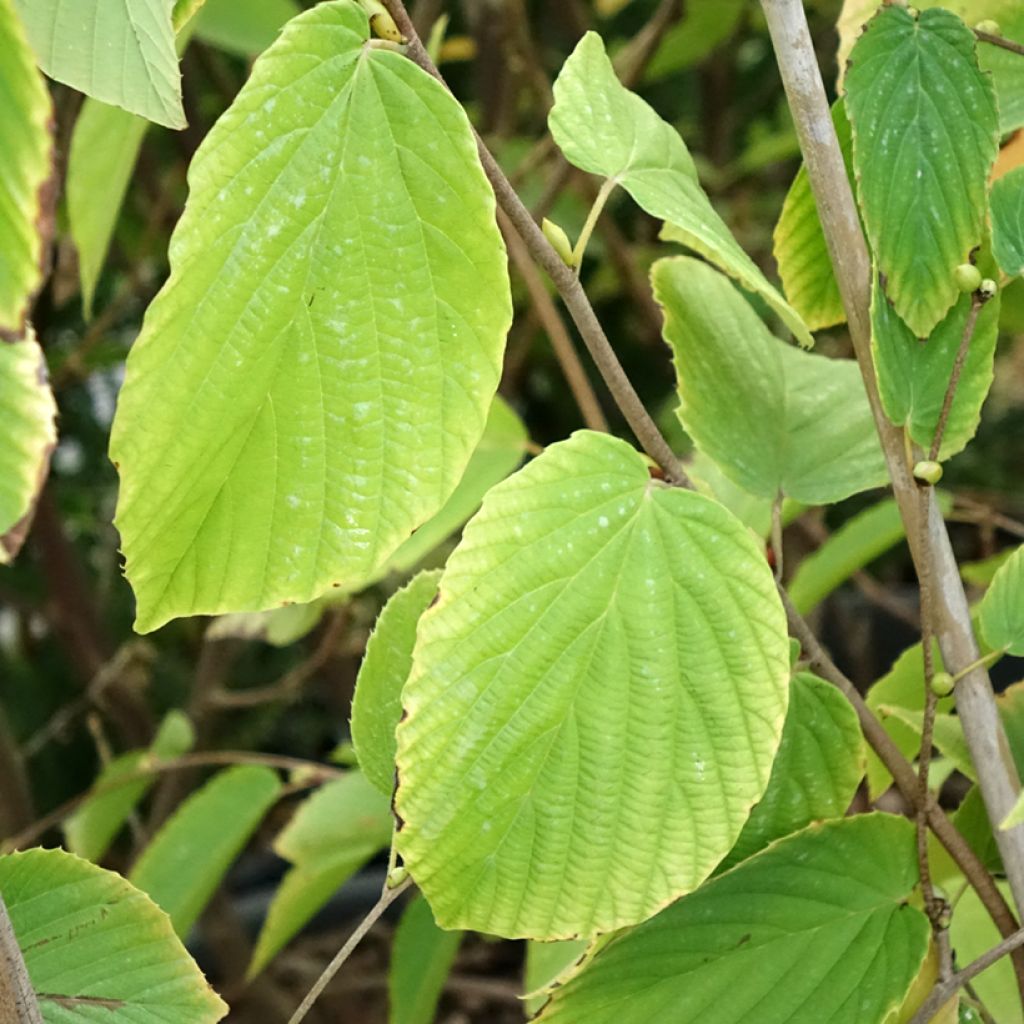 Corylopsis sinensis var. sinensis- Faux noisetier