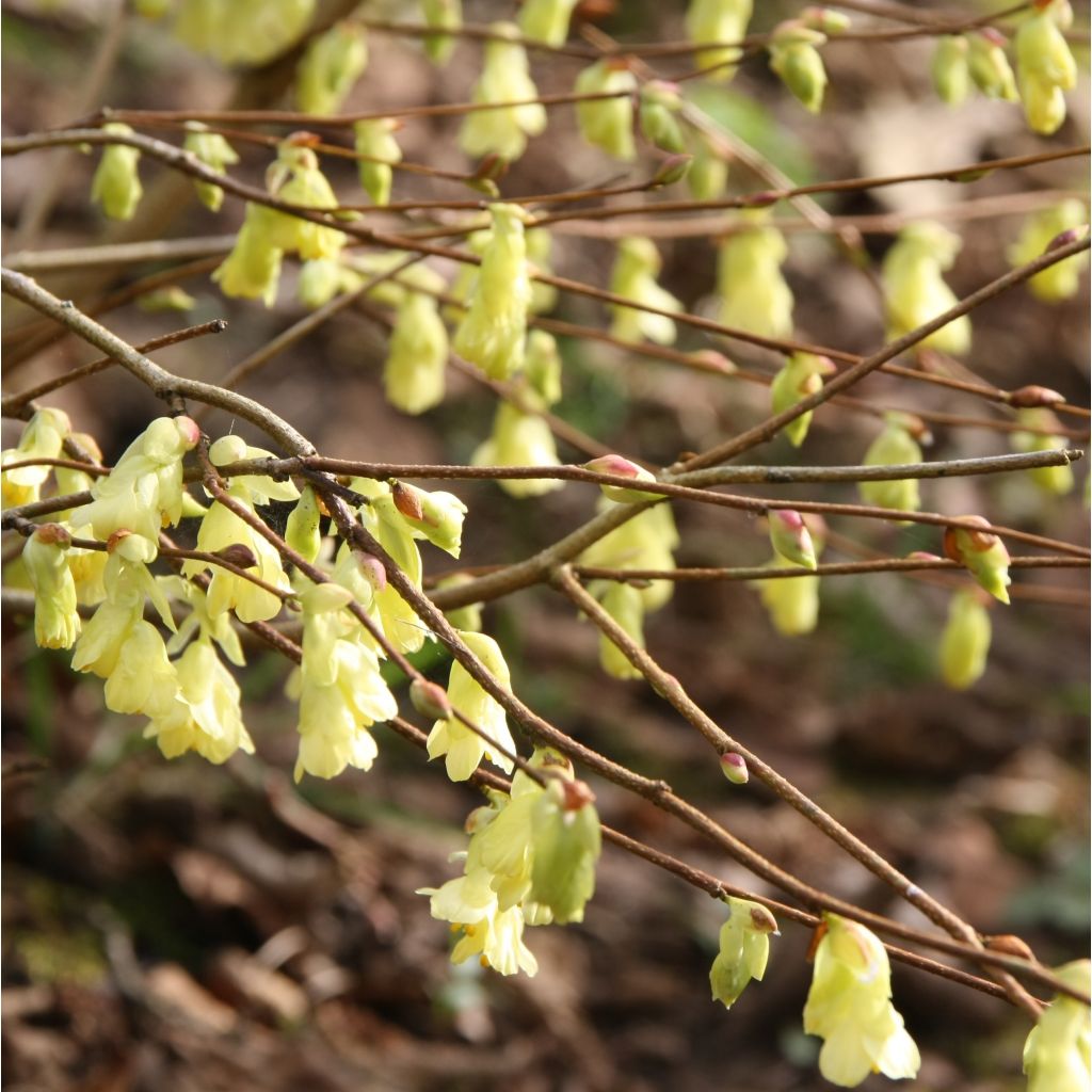 Corylopsis pauciflora - Faux noisetier
