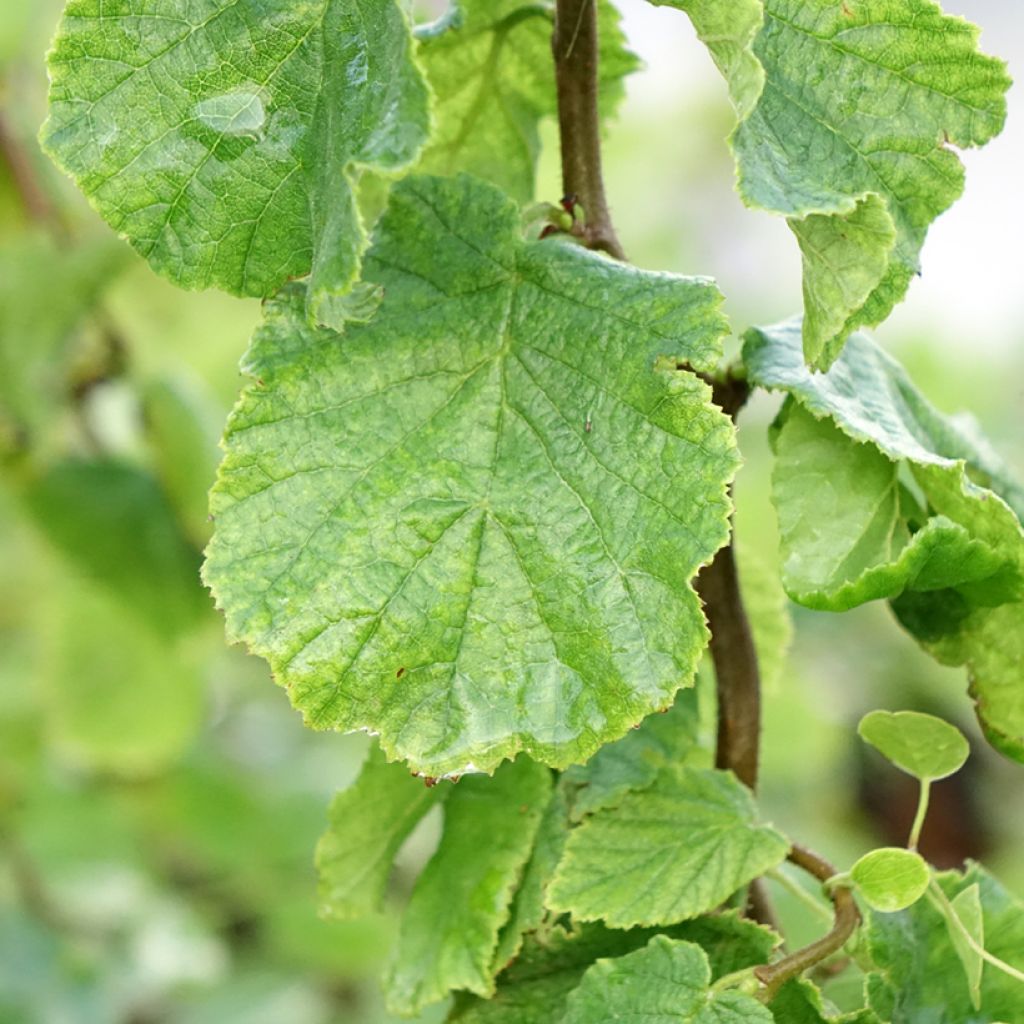 Corylus avellana contorta Medusa - Noisetier tortueux nain