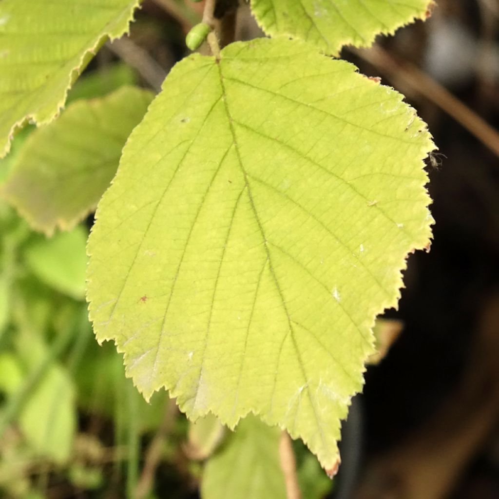 Corylus sieboldiana - Noisetier du Japon