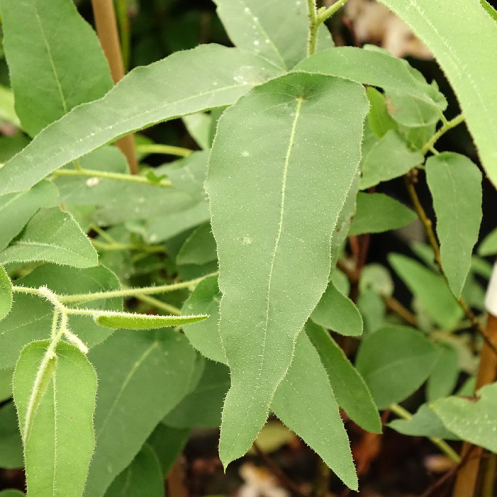 Corymbia citriodora - Eucalyptus citronné