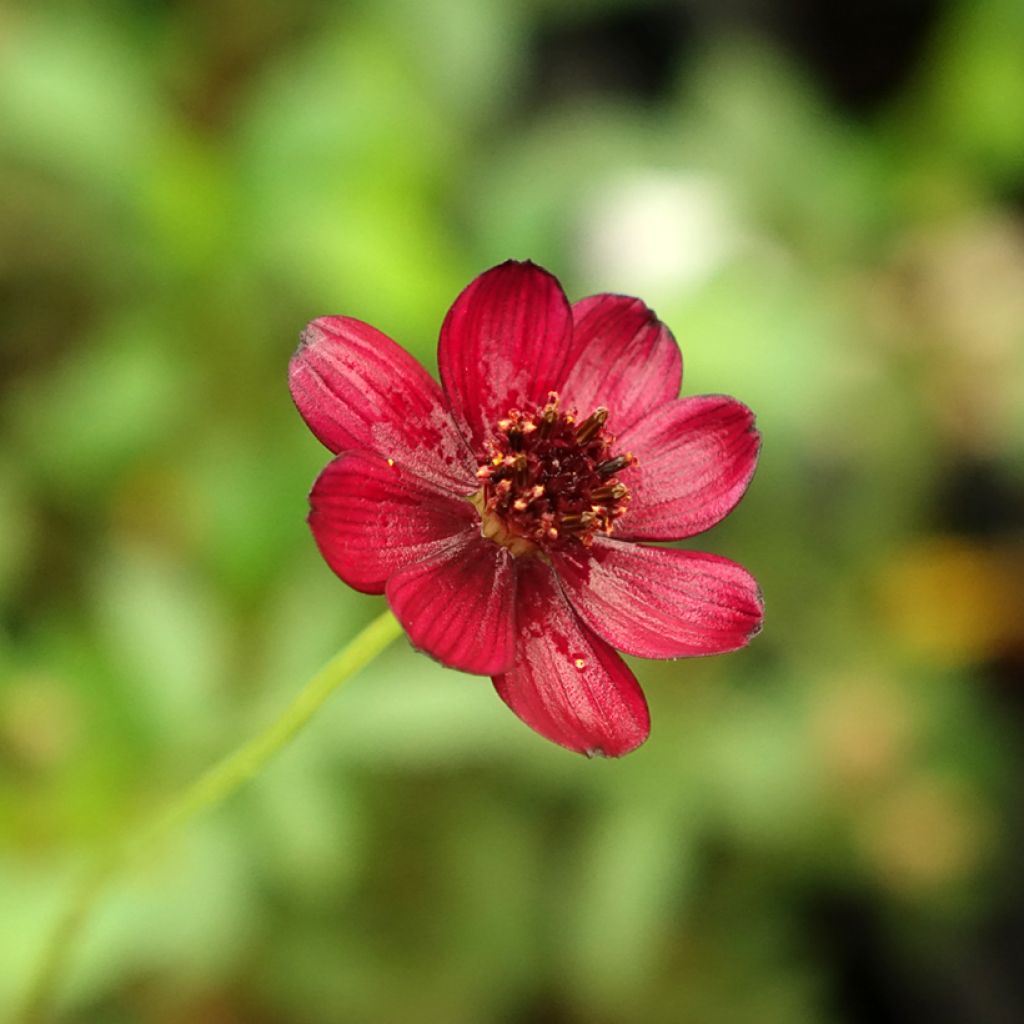 Cosmos atrosanguineus Eclipse - Cosmos chocolat