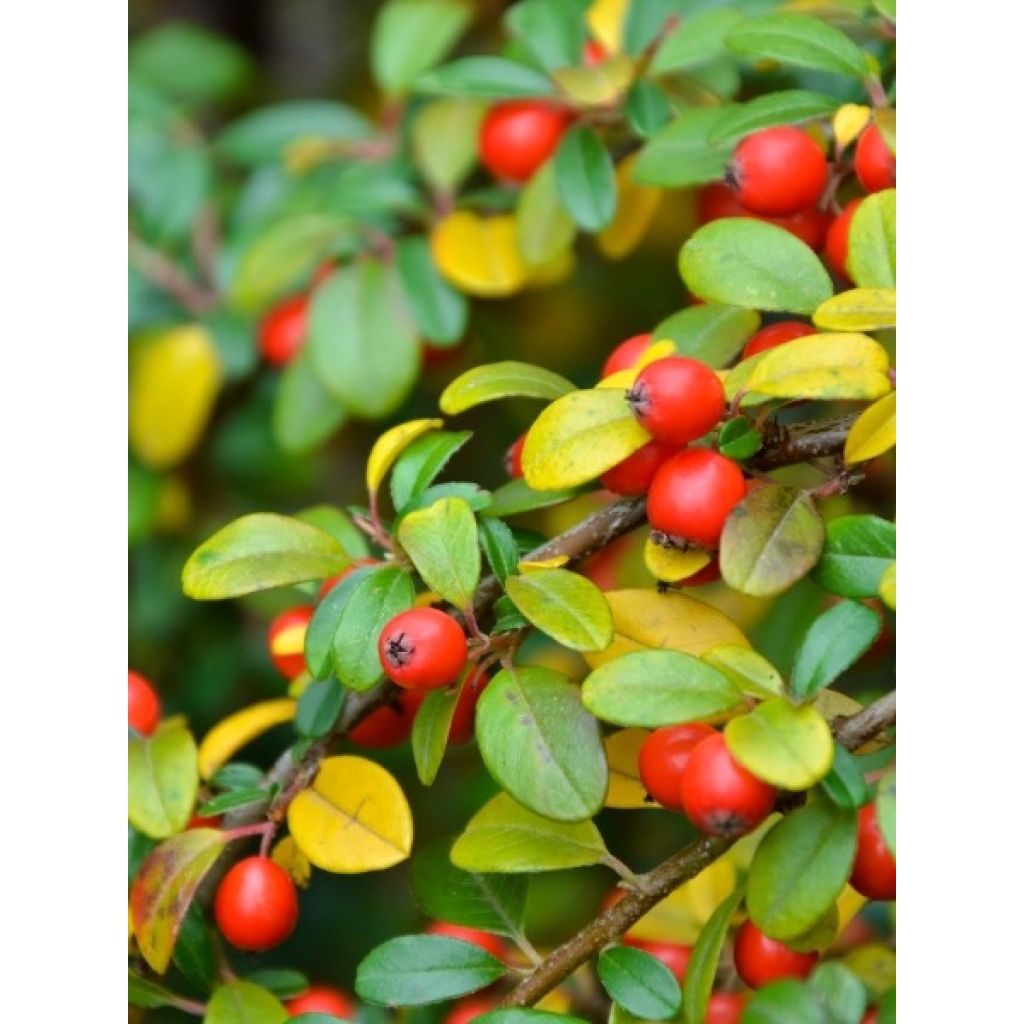 Cotoneaster dammeri - Cotoneaster de Dammer