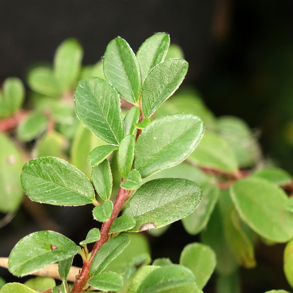 Cotoneaster dammeri Mooncreeper