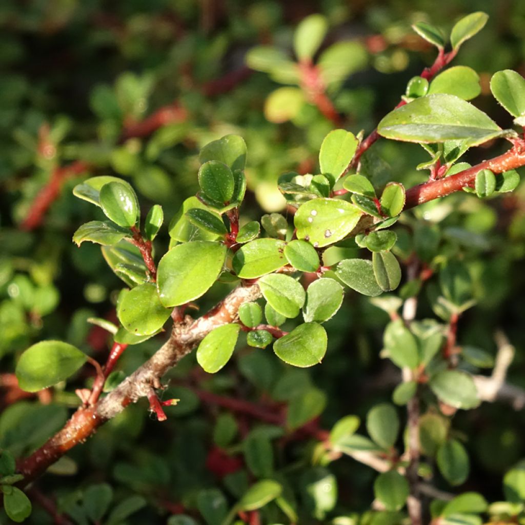 Cotoneaster procumbens Streibs Findling - Cotonéaster rampant