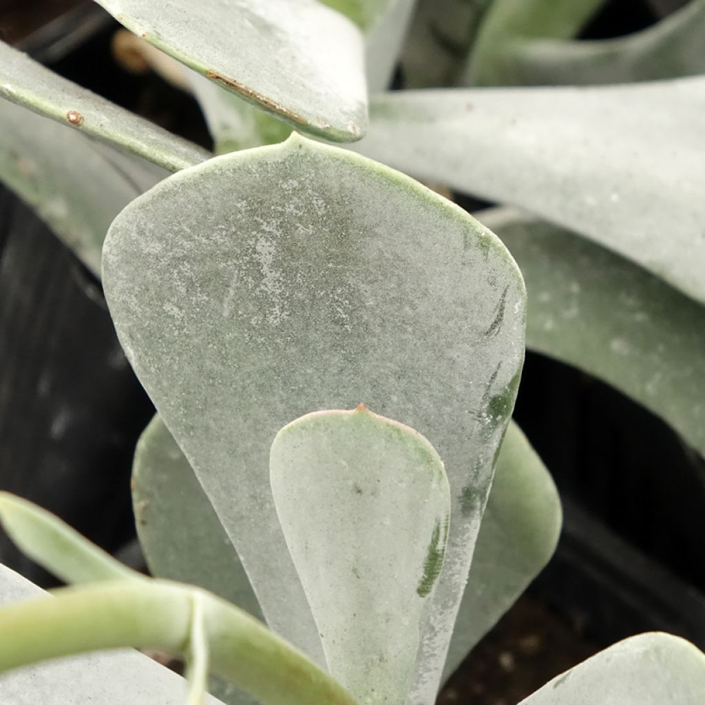 Cotyledon orbiculata Silver Dollar - Plante grasse