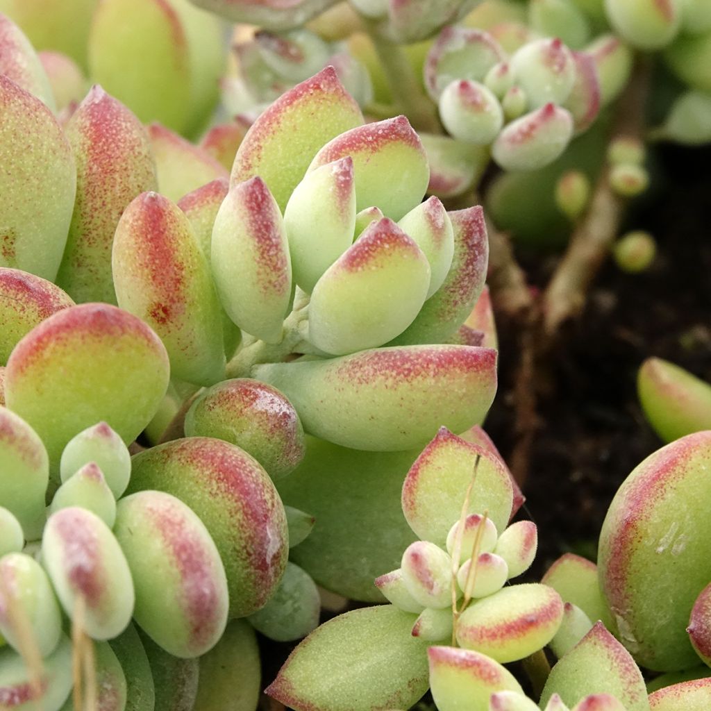Cotyledon pendens - Cotylédon pendant