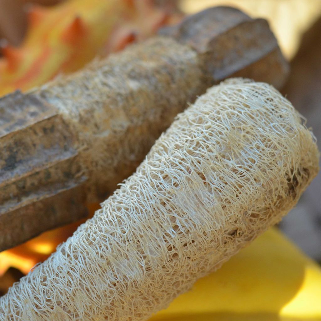 Courge Eponge ou Luffa NT - Ferme de Sainte Marthe