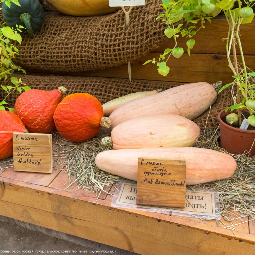 Courge ou Potiron Pink Jumbo Banana