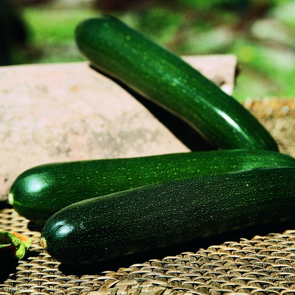 Courgette Tarmino F1 en plants