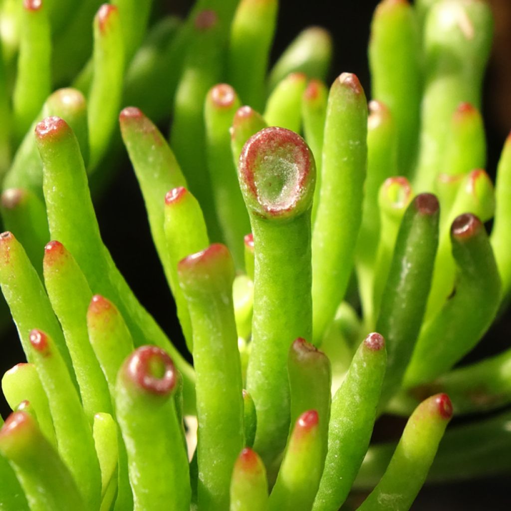 Crassula ovata Hobbit