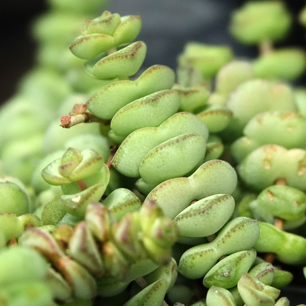 Crassula rupestris subsp. marnieriana