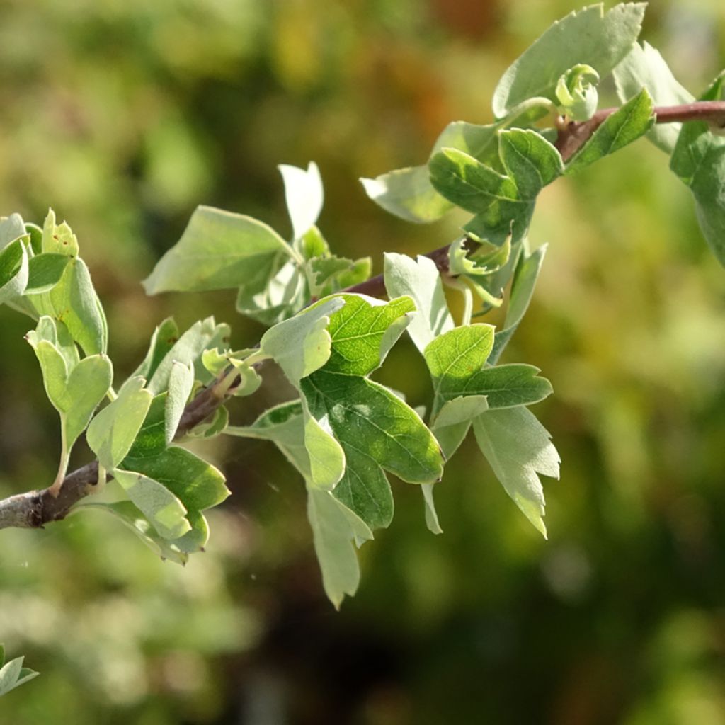 Crataegus monogyna Flexuosa - Aubépine monogyne