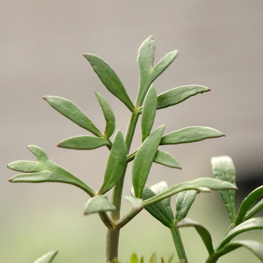 Crithmum maritimum - Crithme maritime ou Criste marine