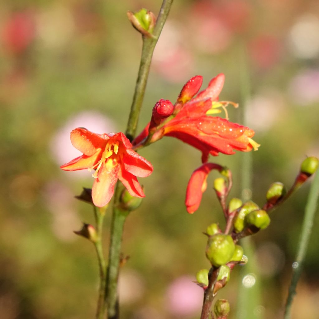 Crocosmia ou montbretia Fire King