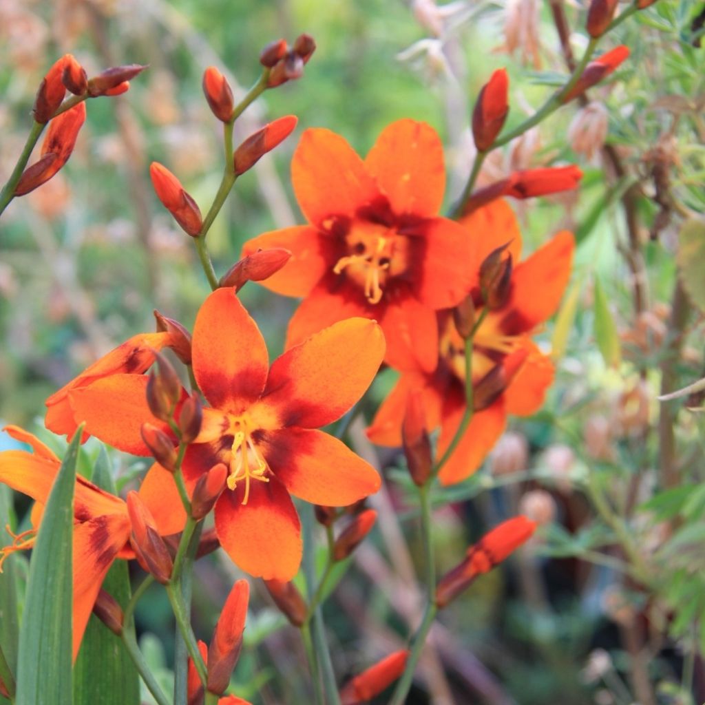 Crocosmia ou montbretia crocosmiflora Emily McKenzie