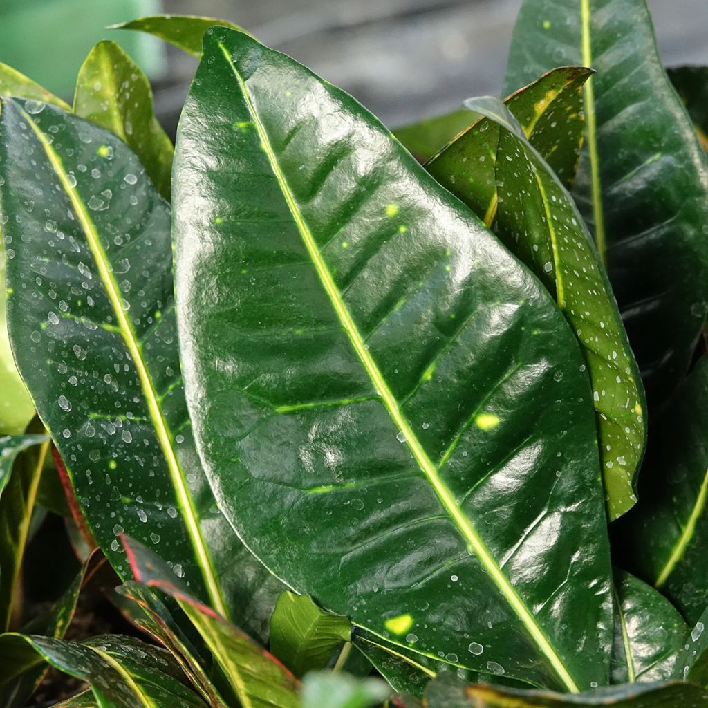 Croton Petra - Codiaeum