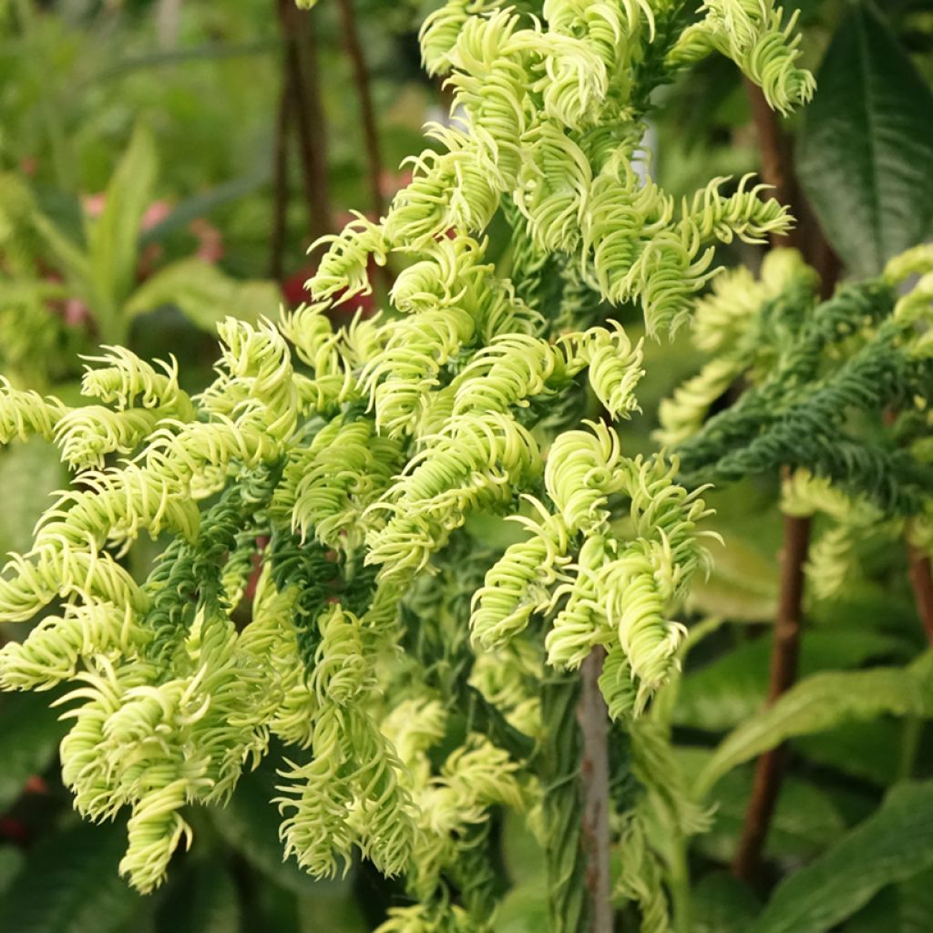Cryptomeria japonica Kyara Gold - Cèdre du Japon doré