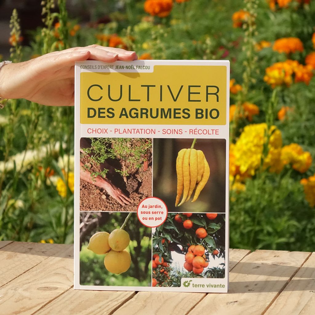 Cultiver des agrumes bio