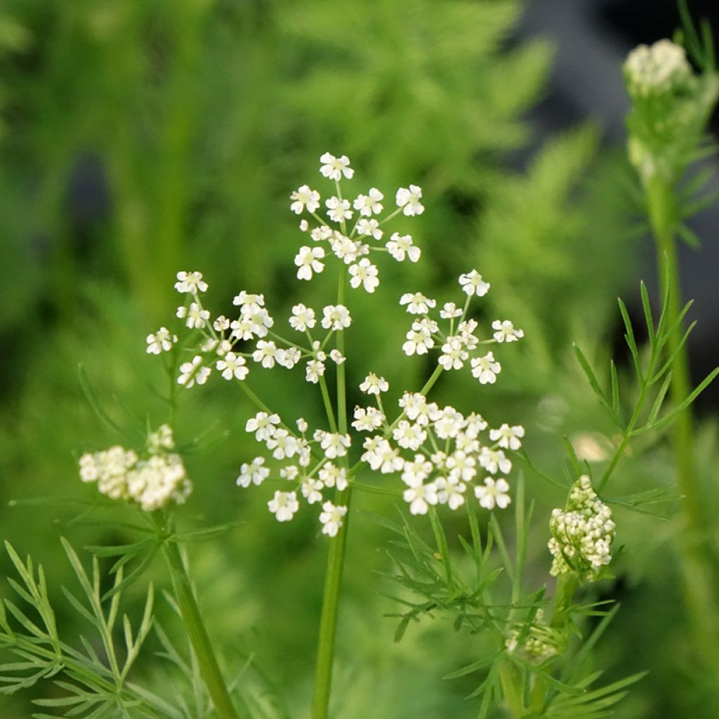 Cumin des prés ou Carvi
