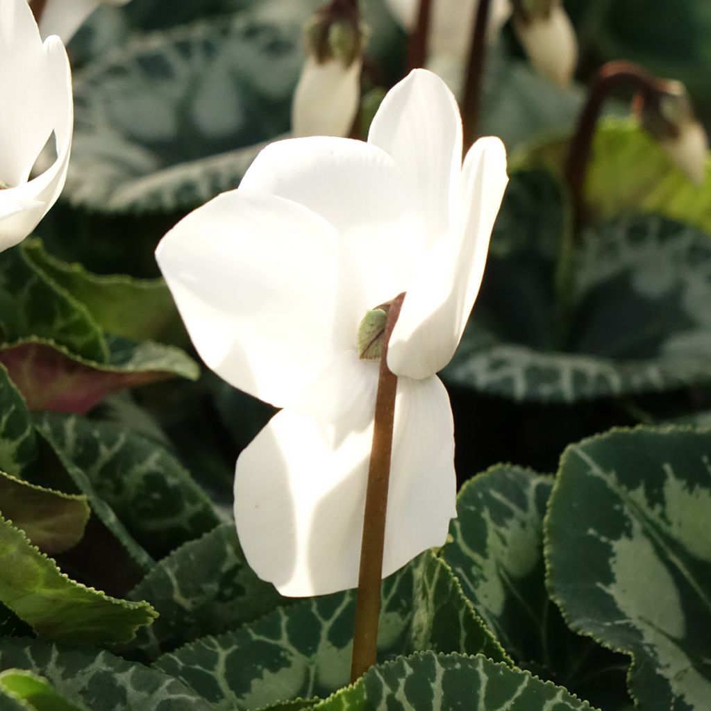 Cyclamen de Perse blanc