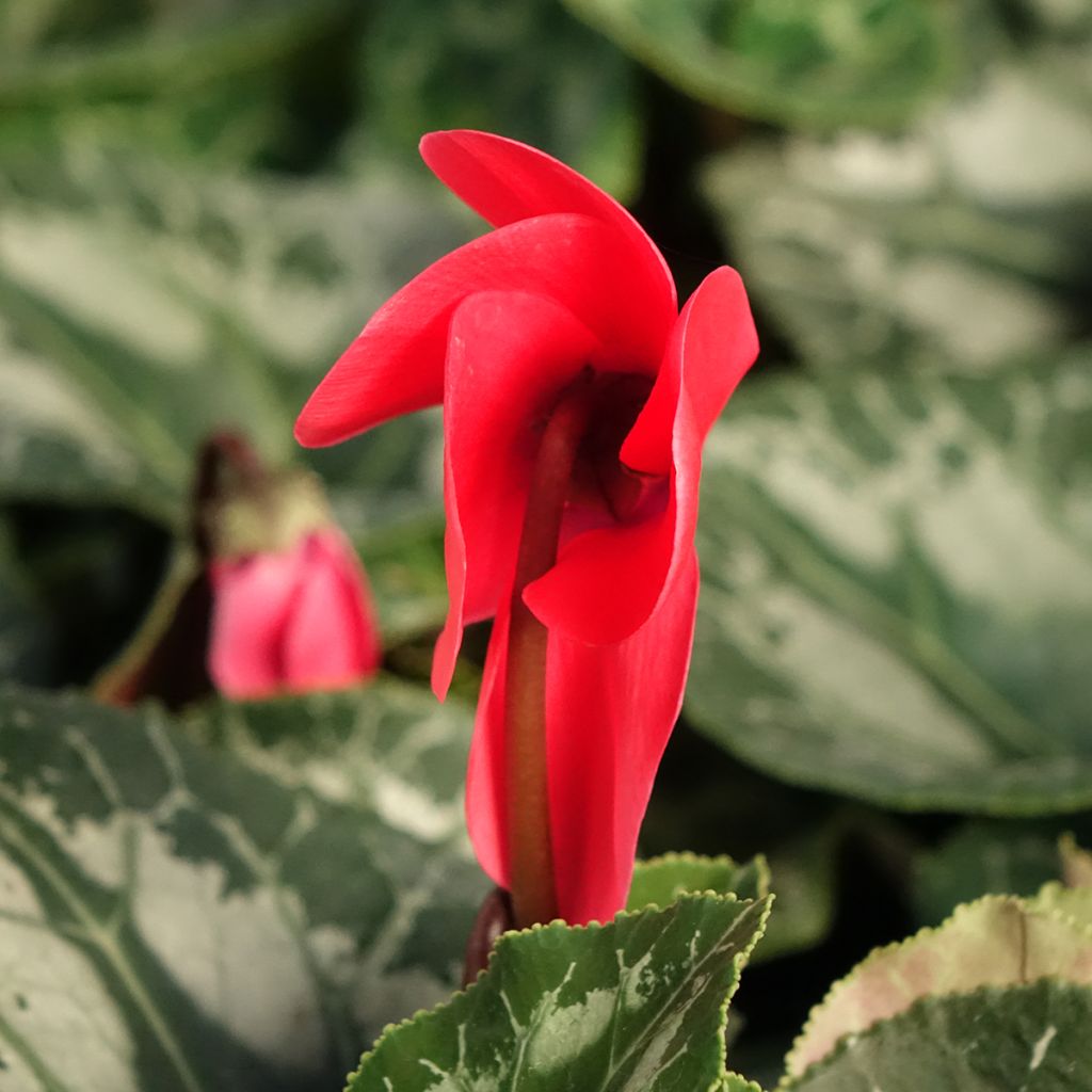 Cyclamen de Perse rouge