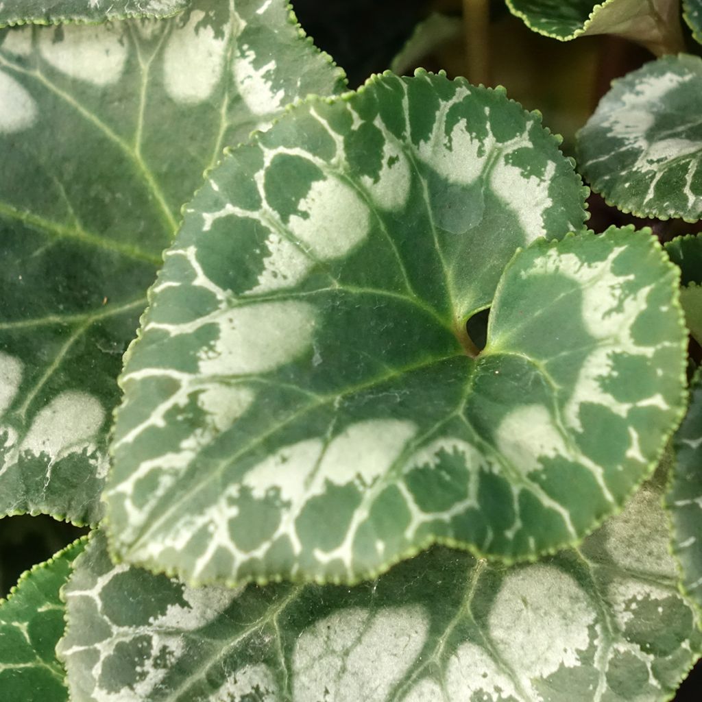 Cyclamen de Perse rouge