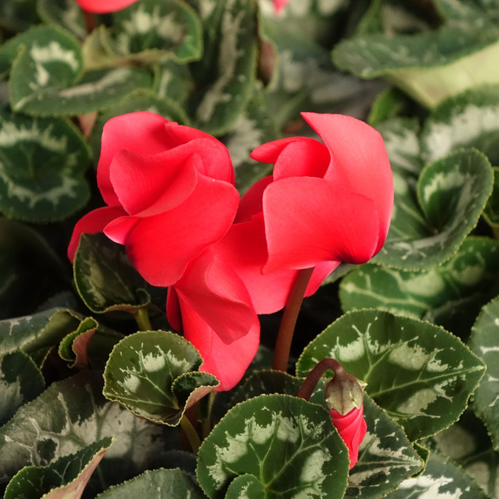 Cyclamen de Perse rouge
