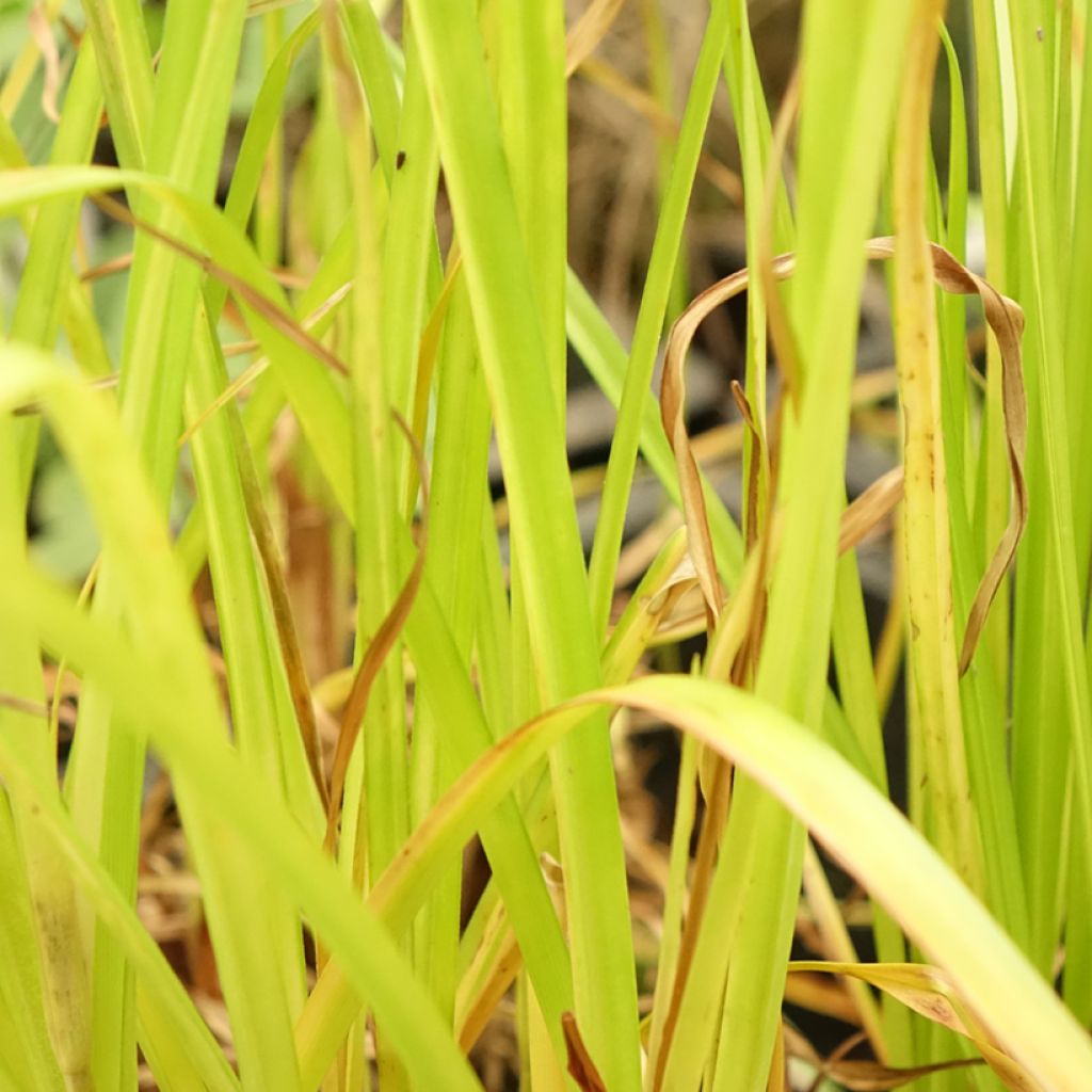 Cyperus glaber