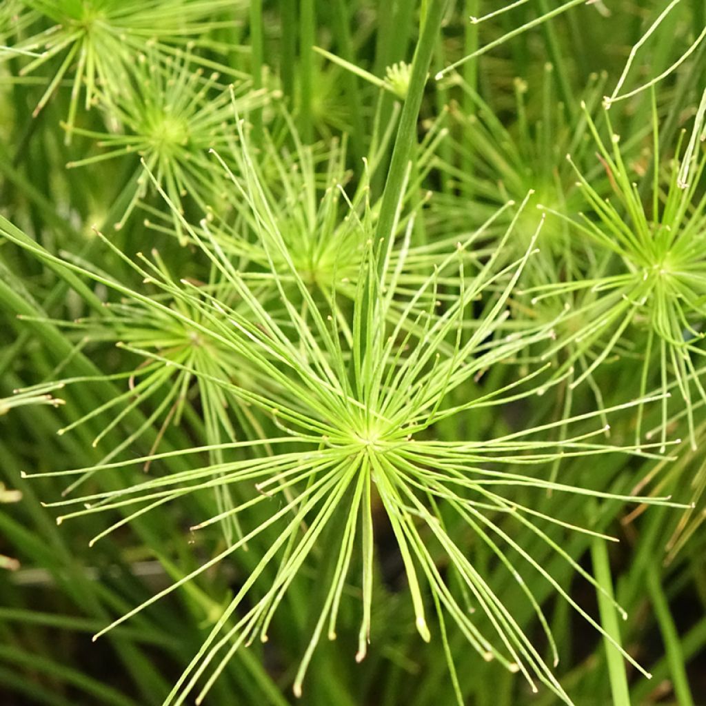 Cyperus prolifer - Papyrus nain