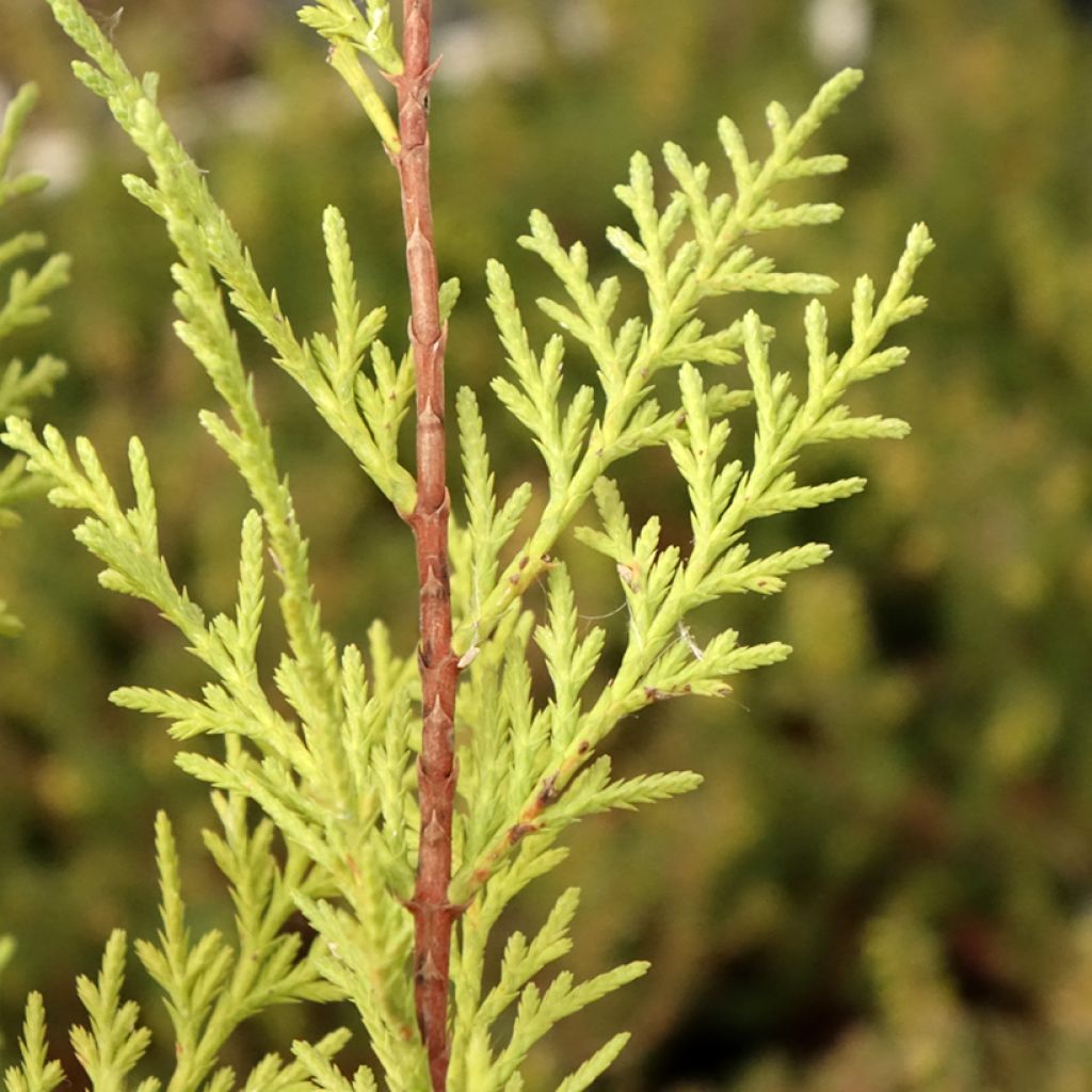 Cupressocyparis x leylandii Oger - Cyprès de Leyland