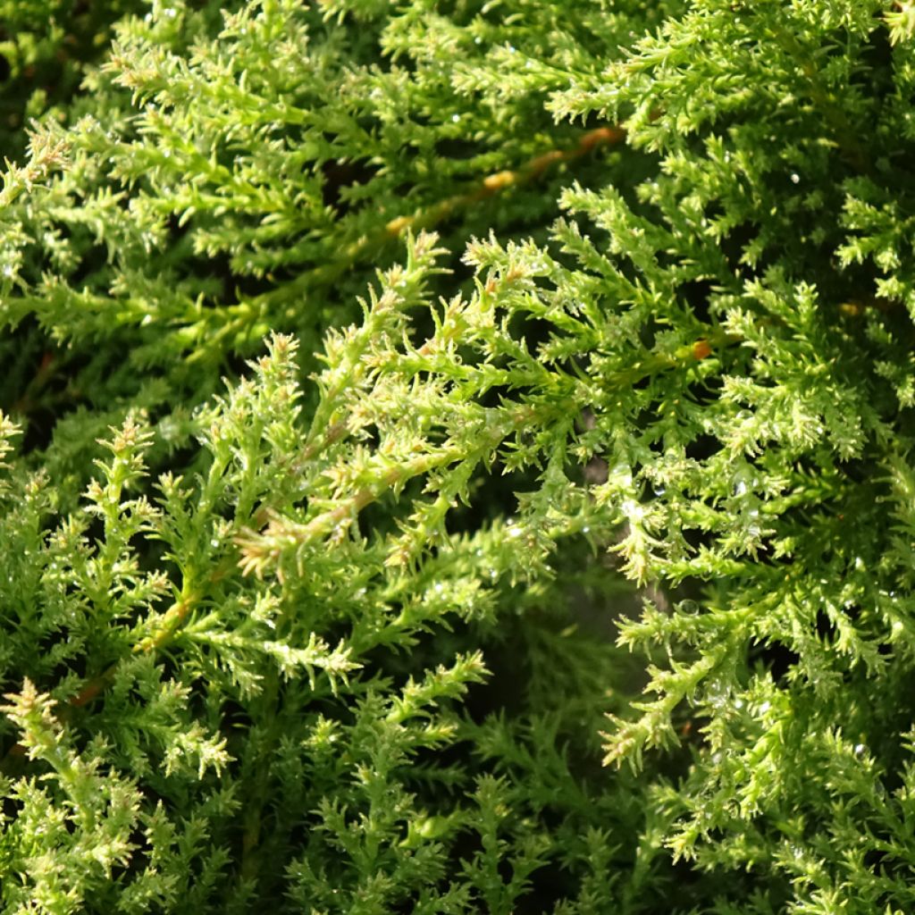 Cyprès de Sibérie - Microbiota decussata Fuzzball 